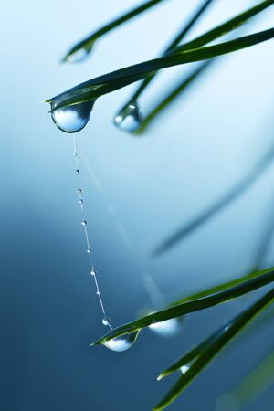 Water drops on pine needles close up. Nature background.の写真素材