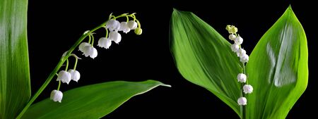 Blossoming lily of the valley (Convallaria majalis) isolated on a black background. Spring flower.の写真素材