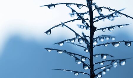 Frozen rain drops on pine needles close up. Nature background.の写真素材