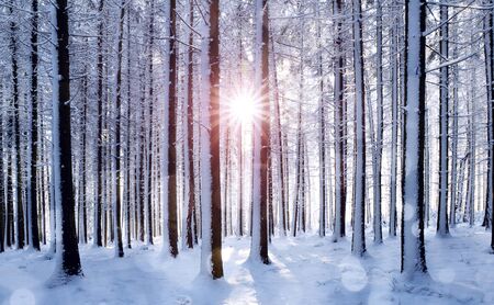 Sunrise in the forest between the trees trunks. Snowy landscape in  wood. Winter season.の写真素材