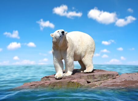 Polar bear stand on the rock in the middle of the sea. Change climate or global warming theme.の写真素材