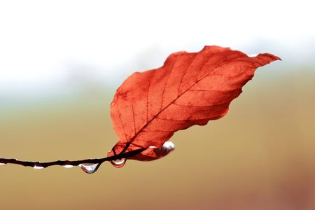 Drops of water on a beech tree. Autumn season. Nature background.の写真素材