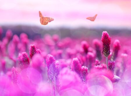 Field of flowering Crimson Clovers (Trifolium incarnatum) with butterflies at sunset. Spring season.の写真素材