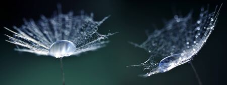Dandelion seeds. Morning dew closeup. Nature background.の写真素材
