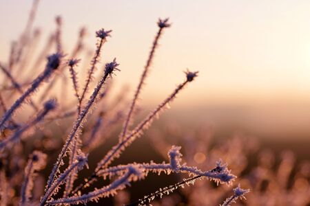 Hoarfrost on plant at sunset. Winter season.の写真素材