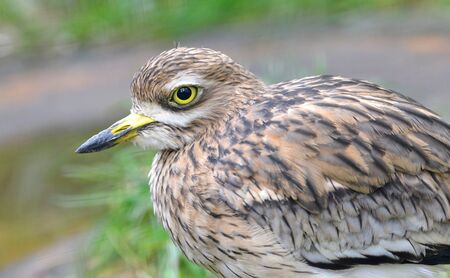Portrait of a Eurasian Stone Curlew (Burhinus oedicnemus)