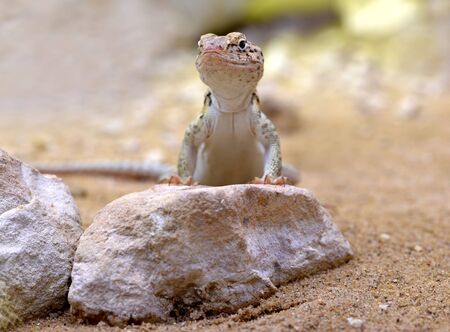 Female Common Collared Lizard (Crotaphytus collaris) on stone.