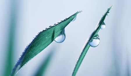 Transparent drops of water dew on grass leaves close up.Natural background.の写真素材