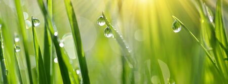 Lush green blades of grass with transparent water drops on meadow close up. Fresh morning dew at sunrise. Panoramic spring nature background.の写真素材