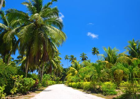 Tropical landscape with coconut palm trees in L'Union Estate, La Digue Island, Seychelles.の写真素材