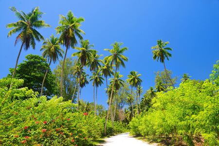 Tropical landscape with coconut palm trees in L'Union Estate, La Digue Island, Seychelles.の写真素材