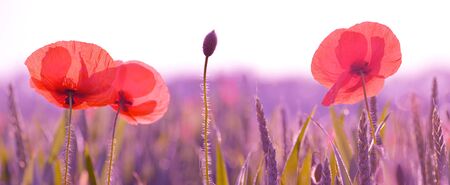 Red poppy flowers in the spring field at sunrise.の写真素材