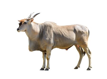 Common Eland Antelope (Taurotragus oryx) isolated on white background. Savannah animal.の写真素材