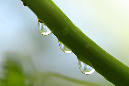 Transparent drops of water on a branch of a tree close up.Natural background.の写真素材