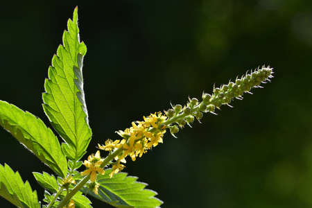 Blooming herbal plant Common agrimony (Agrimonia eupatoria) with green leaves.の写真素材