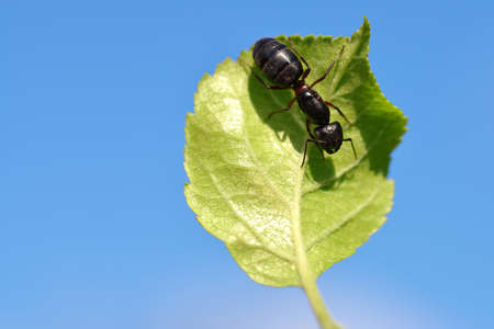 Ant on the green leaf. Nature background.の写真素材