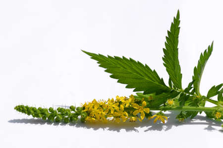 Blooming herbal plant Common agrimony (Agrimonia eupatoria) with green leaf on white background.の写真素材