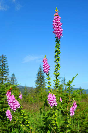 Beautiful flower purple Digitalis or Foxglove growing in the national park Bavarian forest. Germany.の写真素材