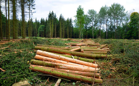 Forest destroyed by bark beetle. Wooden logs cut and stacked.の写真素材