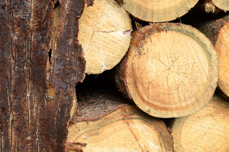 Spruce bark with pattern from bark beetles with cut tree logs.