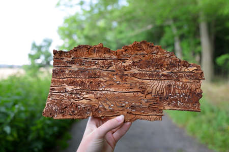Hand holding spruce bark infested with bark beetles (Ips Typographus)の写真素材