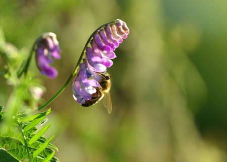 Purple flower Tufted Vetch ( Vicia cracca ) with bee close up. Spring nature background.の写真素材