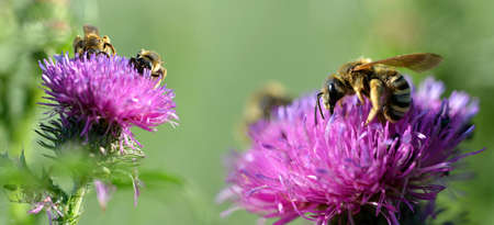 Honey bee (Apis mellifera) on purple thistle flower. Nature background.の写真素材