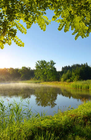 Morning by the pond. Summer  landscape at sunrise.の写真素材