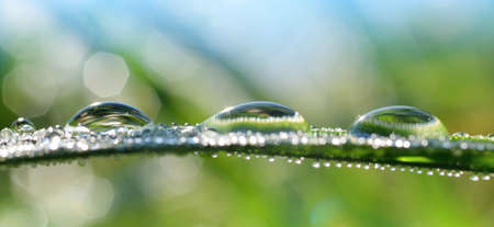 Blades of grass with transparent water drops on meadow close up. Fresh morning dew. Spring nature...