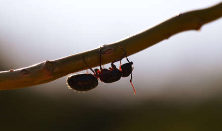 Ant walking on the tree branch at sunset. Nature background.の写真素材