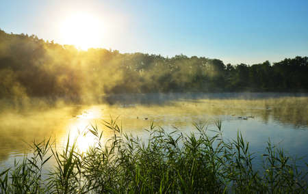 Foggy morning by the pond. Summer misty landscape at sunrise.の写真素材
