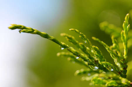 Rain drops on Thuja branch close up. Nature background.の写真素材