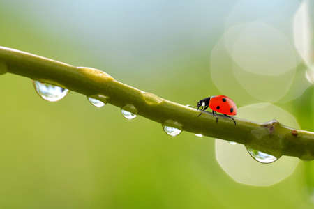 Transparent drops of water witch ladybug on branch of tree close up.Natural background.の写真素材