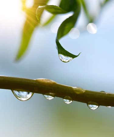 Transparent drops of water on branch of tree close up.Natural background.の写真素材