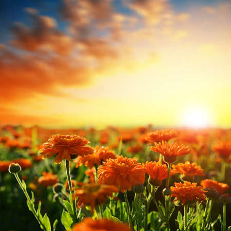 Pot Marigold (Calendula officinalis) growing on the field. Summer landscape at sunset.の写真素材