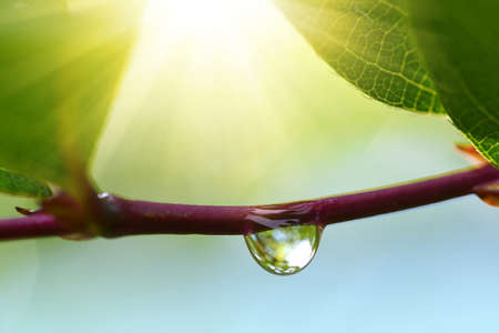 Water drop on branch of tree close up.Natural background.の写真素材
