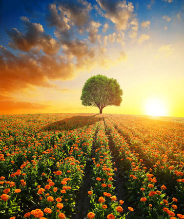 Pot Marigold (Calendula officinalis) growing on the field. Summer landscape at sunset.の写真素材