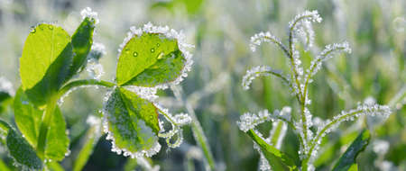 Hoarfrost on a leaf of a plant close up. Winter nature background.の写真素材