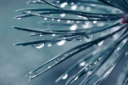 Drops of rain on the needles of the pine branch close up. Spring nature background.の写真素材