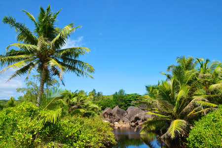 Tropical lake in jungle near Petite Anse Beach, La Digue island in Seychelles.の写真素材