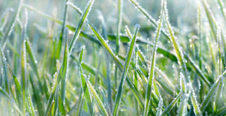 Hoarfrost on green grass close up. Nature background.の写真素材