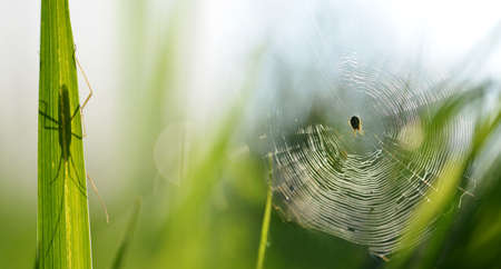 Spider on a cobweb and a beetle on green grass. Nature background.の写真素材