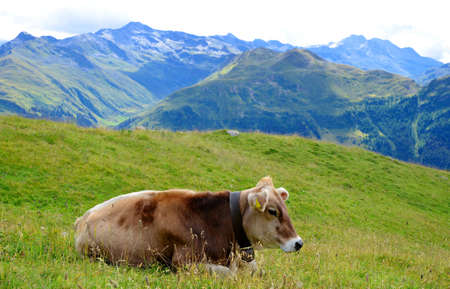 Cows lying in the mountain meadow. Switzerland Alps, Europe.の写真素材