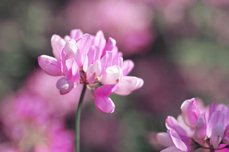 Close up of a Purple Crown Vetch flower ( Securigera Varia ), nature background.の写真素材