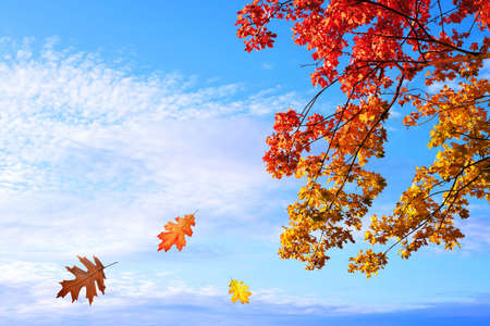 Colorful autumn leaves on branch of tree with blue sky at the background.の写真素材