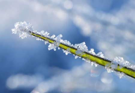 Hoarfrost on blade of grass close up. Nature background.の写真素材