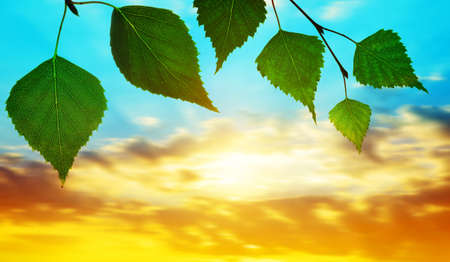 Spring birch branch with green leaves at sunset. Nature background.の写真素材