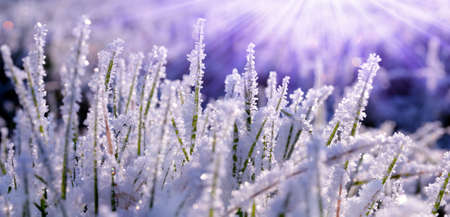 Hoarfrost on blades of grass close up. Nature background.の写真素材