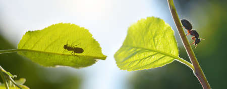 Ants on the tree branch. Nature background.の写真素材