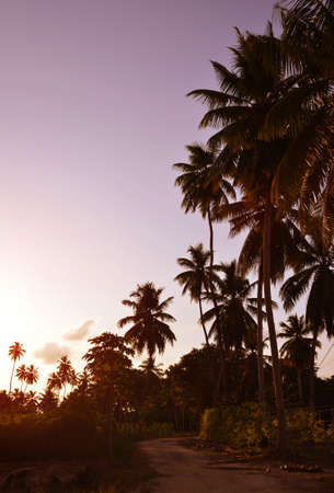 Tropical landscape with coconut palm trees at sunset. La Digue island, Seychelles.の写真素材